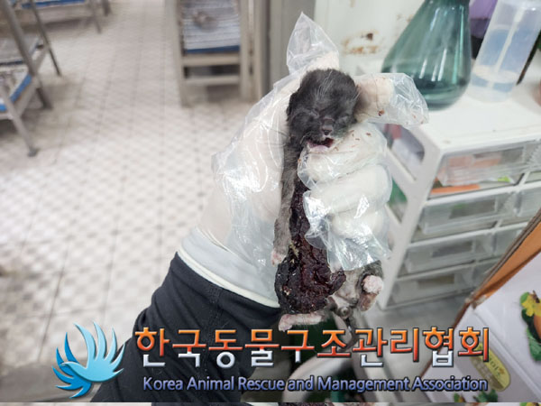 한국동물구조관리협회_411306202300366